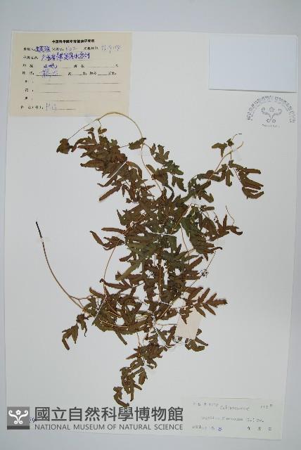 曲軸海金沙藏品圖，第1張