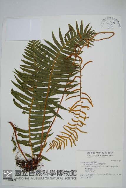 倒葉瘤足蕨藏品圖，第1張