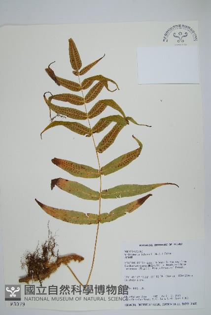 肢節蕨藏品圖，第1張