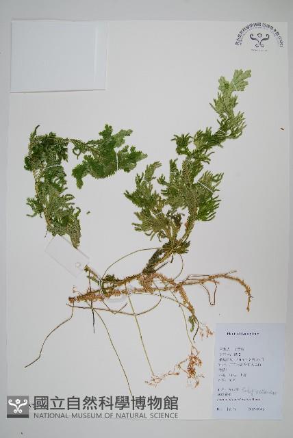 生根卷柏藏品圖，第1張