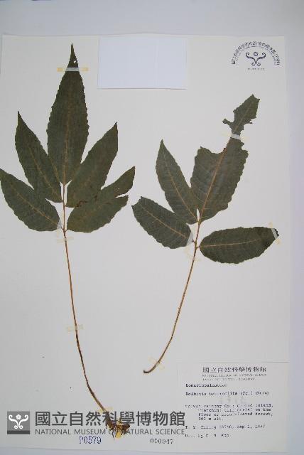 尾葉實蕨藏品圖，第1張