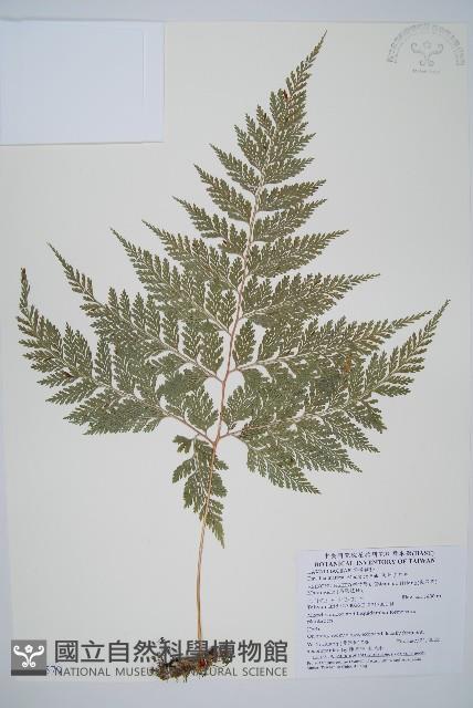 海州骨碎補藏品圖，第1張