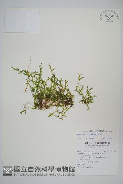 擬日本卷柏藏品圖，第1張