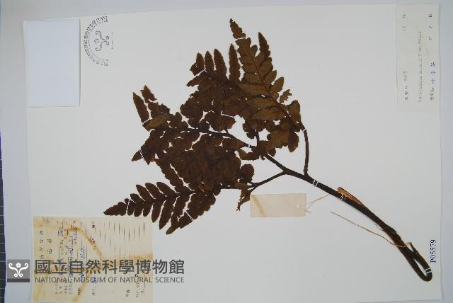 薄葉大陰地蕨藏品圖，第1張