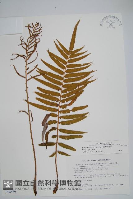 台灣瘤足蕨藏品圖，第1張