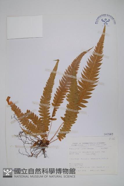 翅軸假金星蕨、短柄卵果蕨藏品圖，第1張