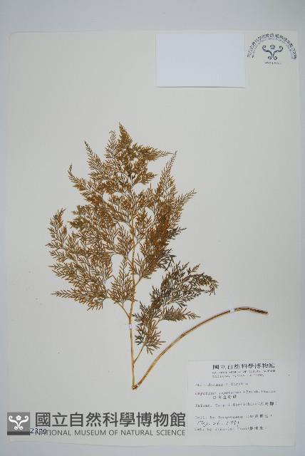 日本金粉蕨藏品圖，第1張