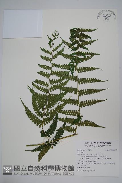 奄美雙蓋蕨藏品圖，第1張