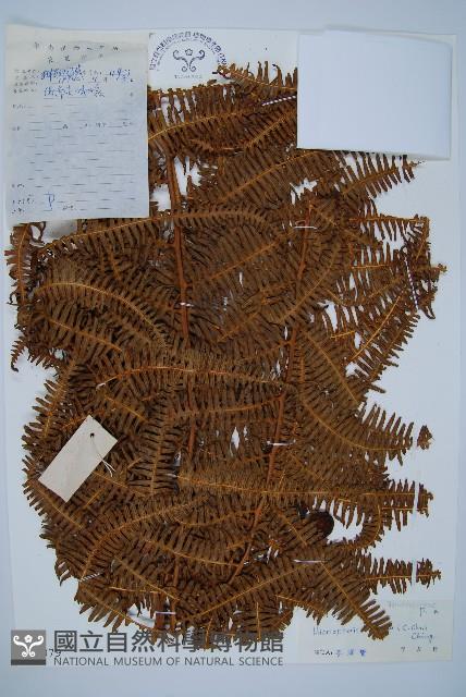 登錄號:P004379藏品圖，第1張