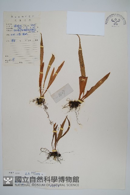 瓦葦藏品圖，第1張