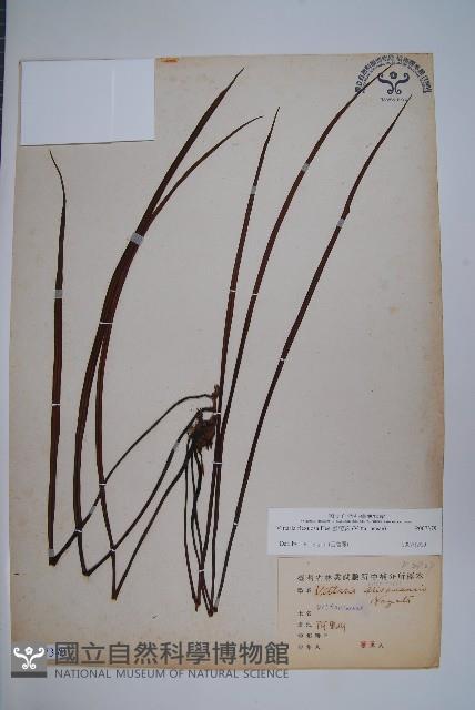 書帶蕨藏品圖，第1張