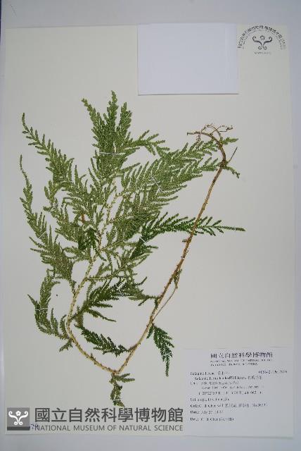 全緣卷柏藏品圖，第1張