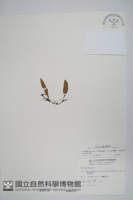 骨牌蕨藏品圖，第1張