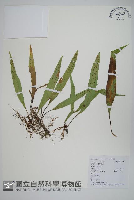 瓦葦藏品圖，第1張