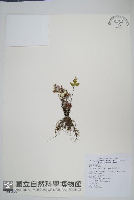 長柄粉背蕨藏品圖，第1張