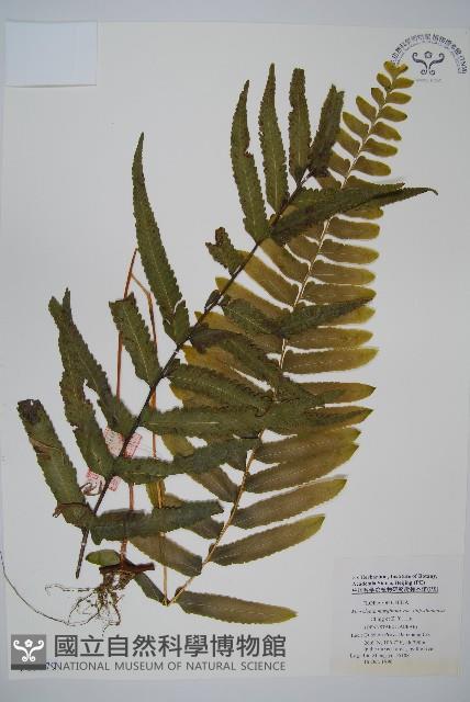 登錄號:P005679藏品圖，第1張