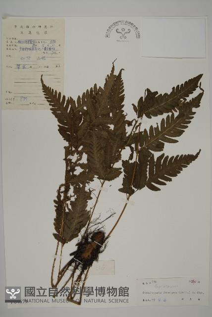 屏東擬肋毛蕨藏品圖，第1張