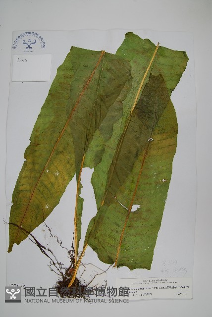 膜葉星蕨藏品圖，第1張