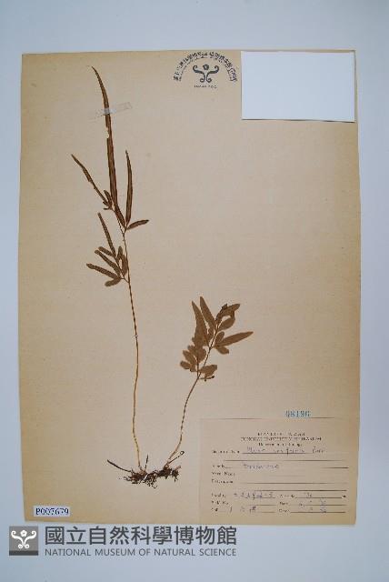 箭葉鳳尾蕨藏品圖，第1張