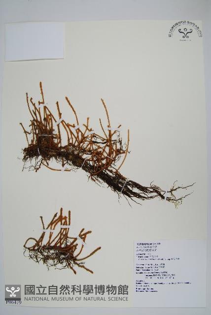 絨毛石葦藏品圖，第1張