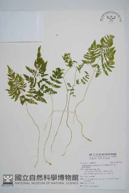 細裂羽節蕨藏品圖，第1張