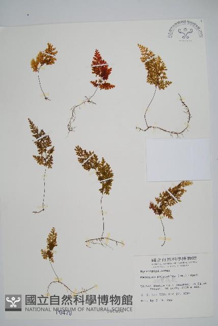 細葉蕗蕨藏品圖，第1張