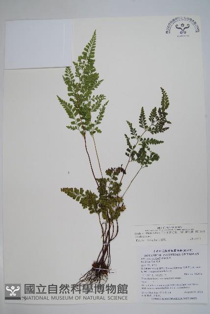 闊片鱗始蕨、錢氏鱗始蕨藏品圖，第1張