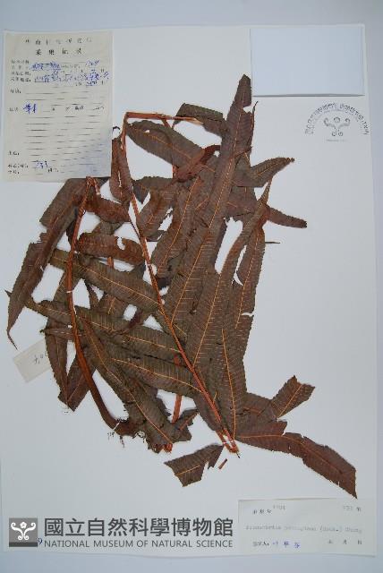 披針新月蕨藏品圖，第1張