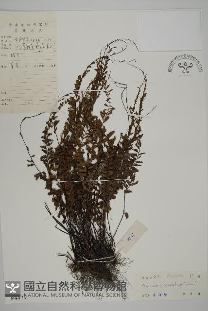 鞭葉鐵線蕨藏品圖，第1張