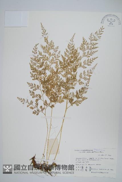 日本金粉蕨藏品圖，第1張