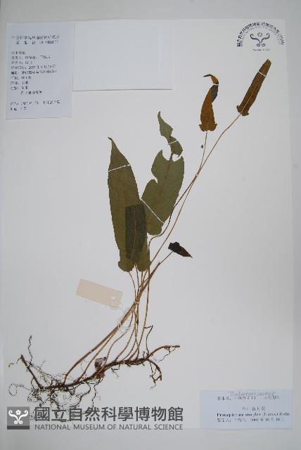 單葉新月蕨藏品圖，第1張