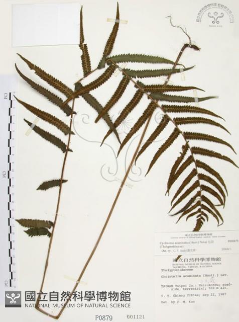 毛蕨藏品圖，第1張