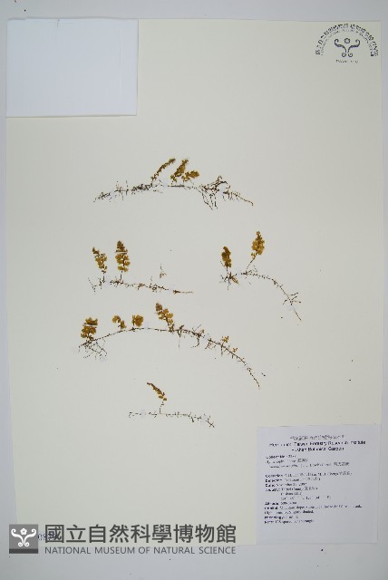 萊氏蕗蕨藏品圖，第1張