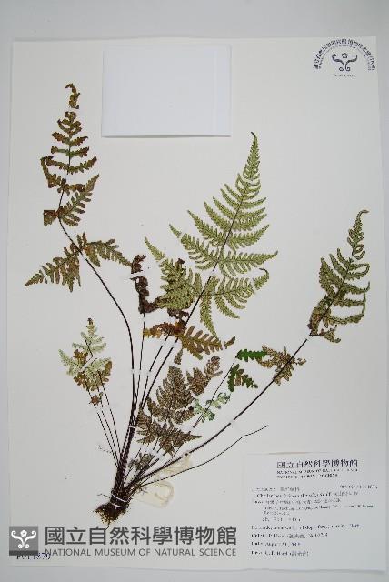 深山粉背蕨藏品圖，第1張