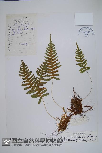 喜馬拉雅水龍骨藏品圖，第1張