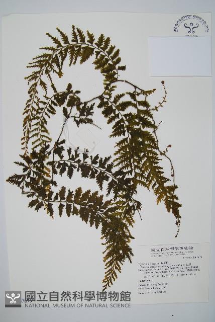 瓶蕨藏品圖，第1張