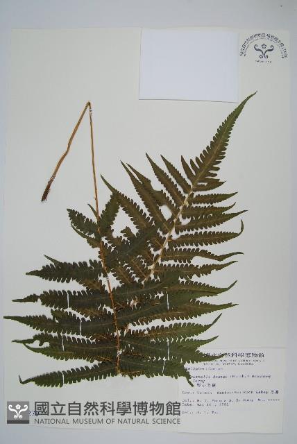 野小毛蕨藏品圖，第1張