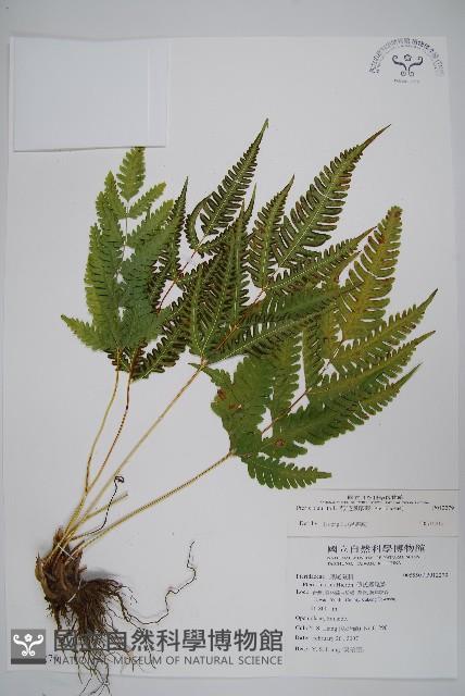 弧脈鳳尾蕨藏品圖，第1張