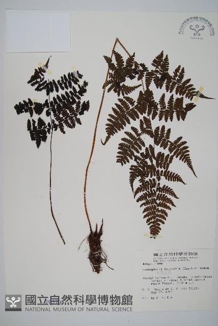 大葉貞蕨藏品圖，第1張