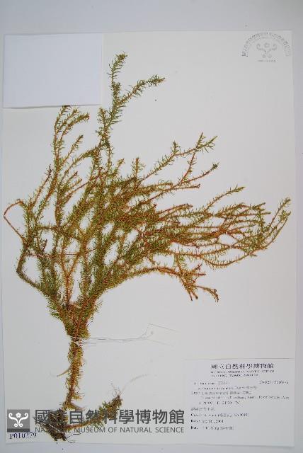 台灣石松藏品圖，第1張