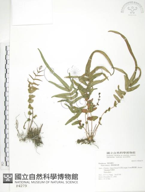 Chinese brake Collection Image