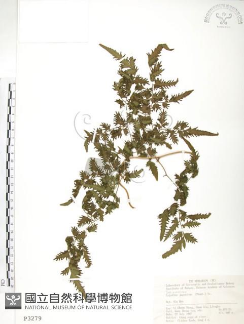 海金沙藏品圖，第1張