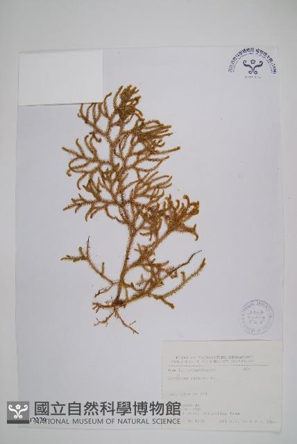 過山龍藏品圖，第1張