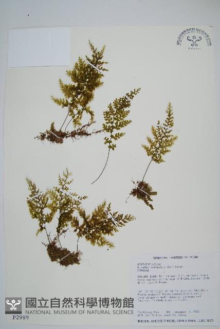 細葉蕗蕨藏品圖，第1張