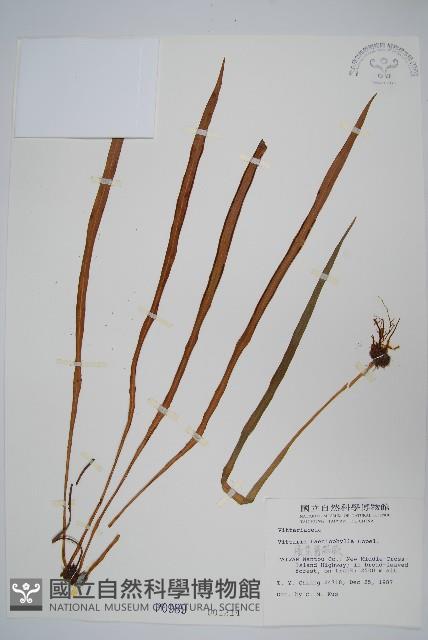 廣葉書帶蕨藏品圖，第1張