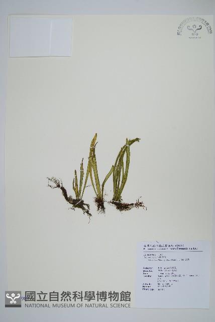 瓦葦藏品圖，第1張