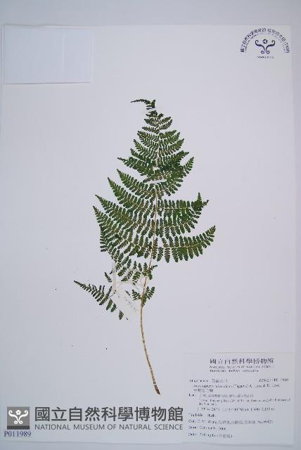 Accession Number:P011989 Collection Image, Figure 1, Total 4 Figures