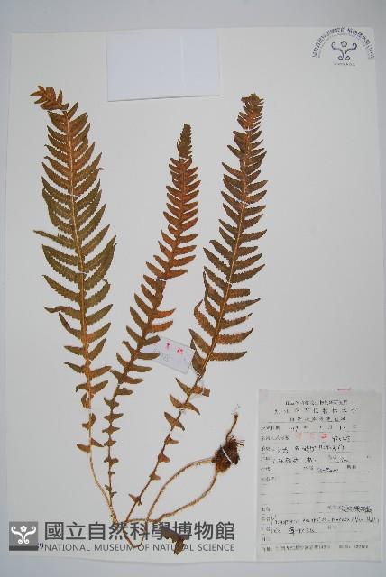 翅軸假金星蕨、短柄卵果蕨藏品圖，第1張