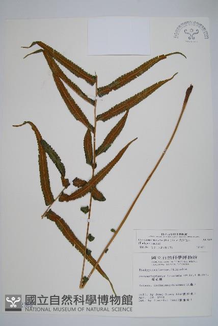 大葉毛蕨藏品圖，第1張