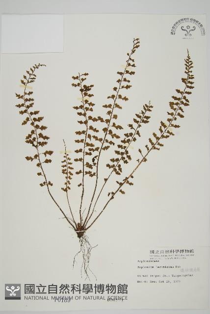 鱗柄鐵角蕨藏品圖，第1張